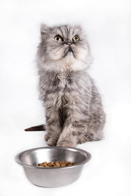 Katze wartet auf Essen auf weißem Hintergrund Porträt der persischen Katze Blick auf leere Schüssel