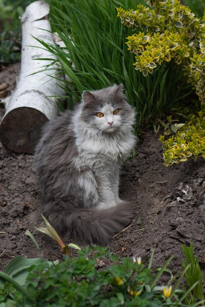 Katze zu Fuß in einem schönen Garten mit Blumen Portrait Katze im grünen Sommergras Kitten walking im Gras