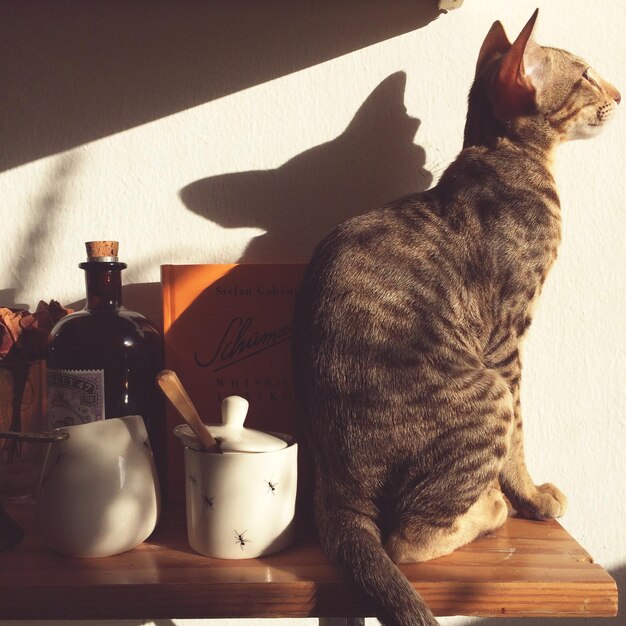 Foto katze zu hause auf dem tisch