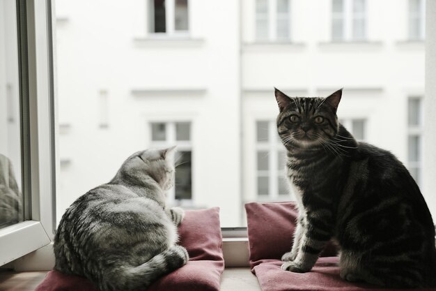 Katzen am Fenster zu Hause