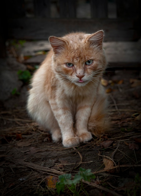 Katzen, die alleine laufen