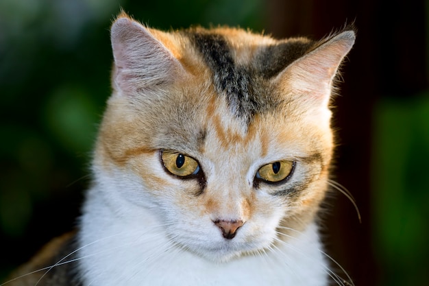 Katzen, die niedlich aussehen und Gesten machen