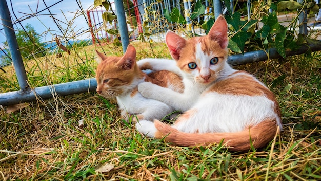 Foto katzen entspannen sich auf dem feld