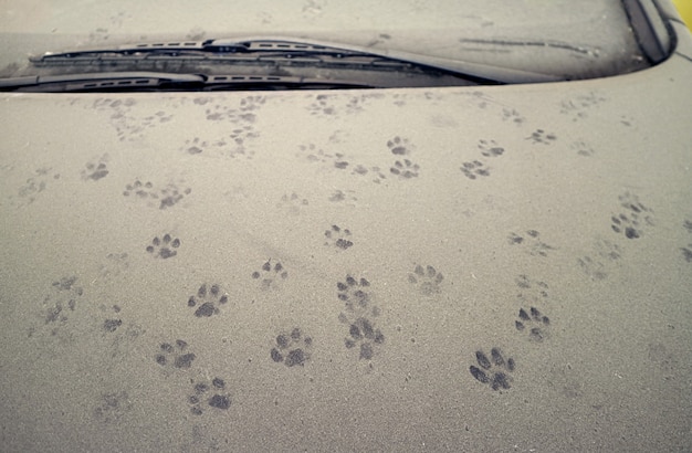 Katzen Fußabdrücke auf staubbedeckter Motorhaube