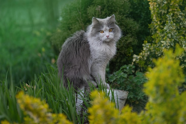 Katzen gehen nach draußen Haustierfreiheit und genießen das Naturkonzept
