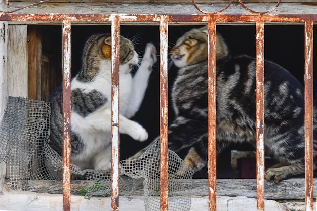 Katzen hinter dem Zaun eines Hauses kämpfen wütend