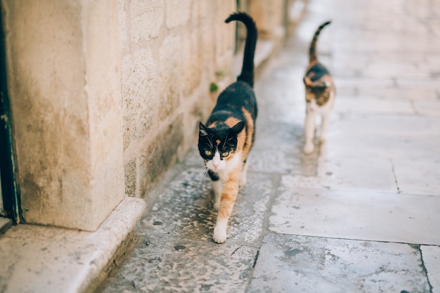 Katzen in der Altstadt von Budva Kotor Dubrovnik Kroatien und Mon