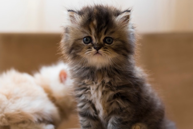 Katzen Kätzchen Haustier Porträt Nahaufnahme