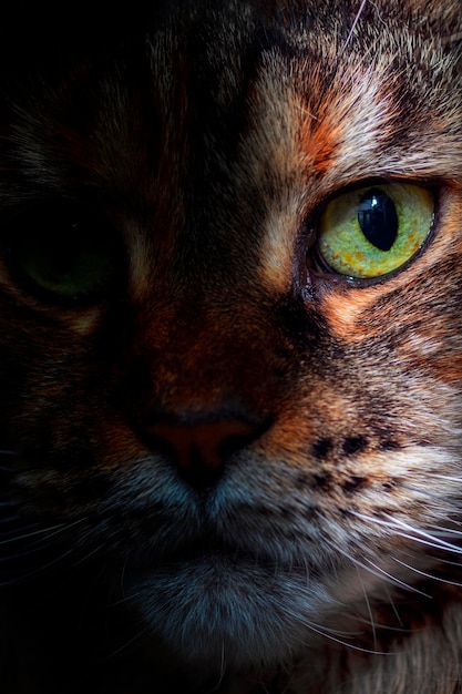 Katzen schnauzen, Nahaufnahme, halbes Gesicht, verborgen durch den Schatten der Katze, die im Schatten um die Ecke lugt