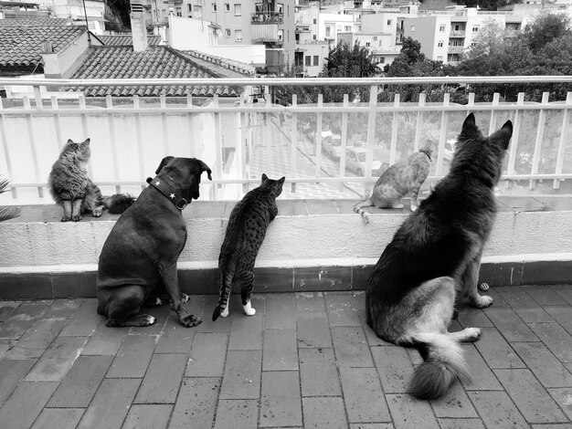 Foto katzen sitzen in einer stadt