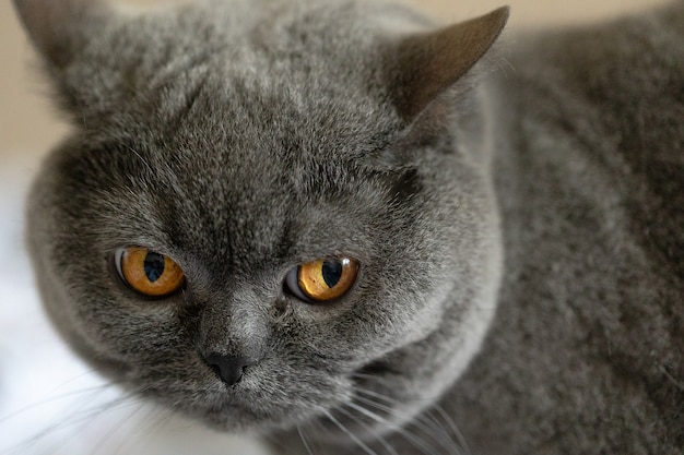 Katzenaugen schließen sich. Fragender Ausdruck der Schnauze einer Katze.