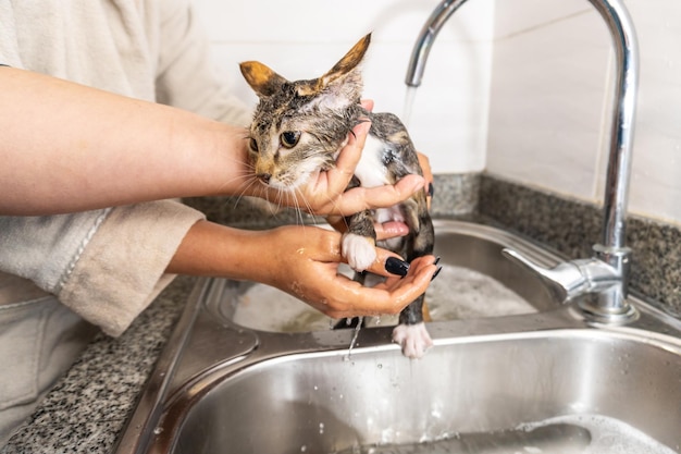 Katzenbad in der Küchenspülmaschine