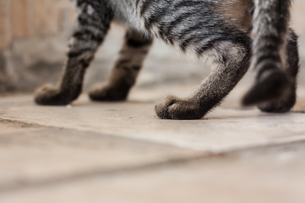 Katzenfuß auf den Bodenfliesen mit Kopienraum.