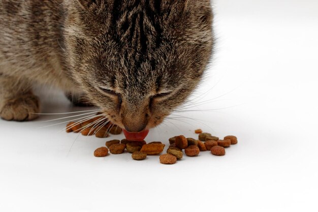 Katzenfutter, Katzenfutter für Haustiere