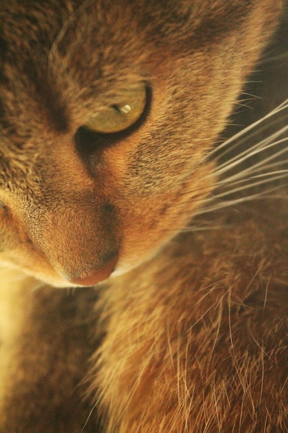 Foto katzengesicht in der sonne