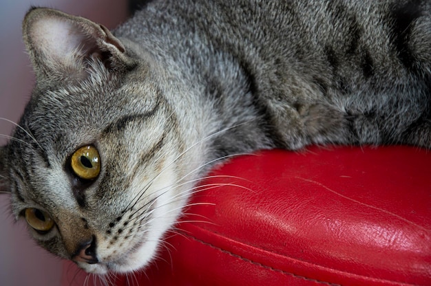 Katzengesicht in Nahaufnahme Gestreifte thailändische Katze