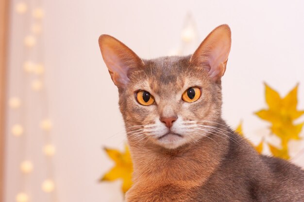 Katzenhaus im weißen Raum mit leerer Wand. Saubere Wand mit heller Girlande, gelben Ahornleinen. Abessinier Katze sitzt.