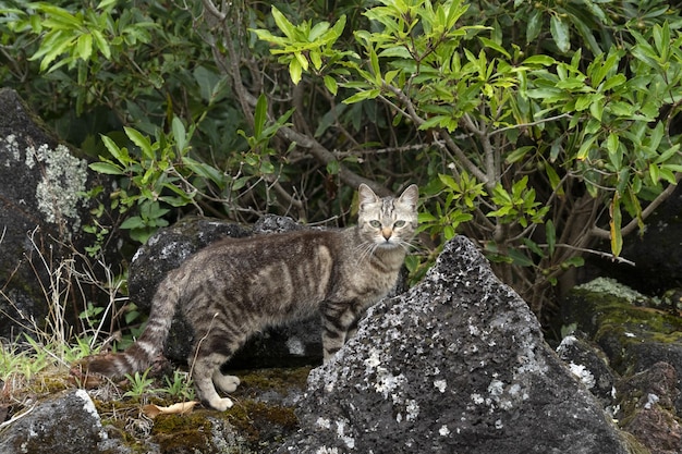 Katzenjäger, der in freier Wildbahn jagt