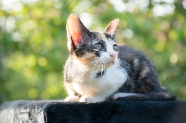 Foto katzenkätzchen