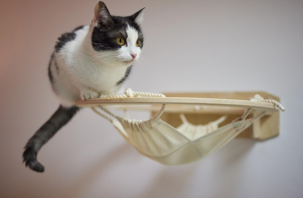 Katzenkratzbaum Wandmontage in modernem Raum für Haustiere an weißer Wand stilvolle Dekoration für Katzenbesitzer mit Kopierraum