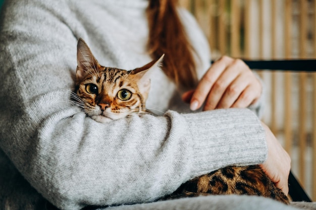 Katzenliebe Eine Frau sitzt zu Hause auf einem Stuhl und hält ihre geliebte Bengalkatze im Arm