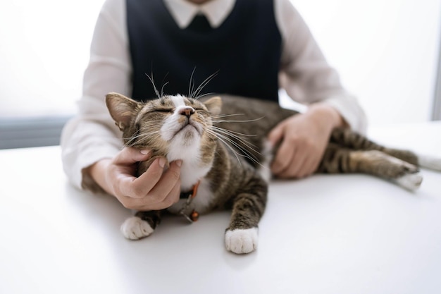 Katzenliebhaber weibliche Hände fotografieren ihre schöne Katze zu Hause Freundschaft Tierliebhaber Lifestyle-Konzept