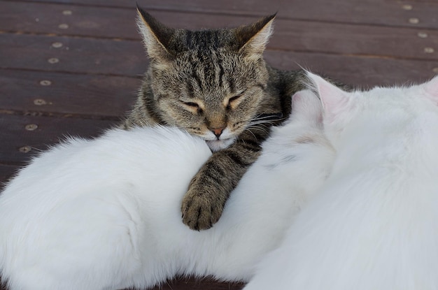 Katzenmama tabby umarmt ihr weißes Kätzchenbaby