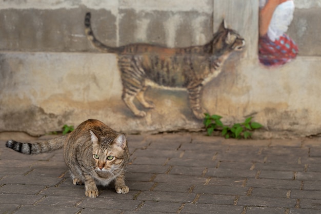 Katzenmodell und eine Katzenmalerei an der Wand.