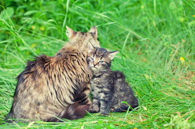 Katzenmutter mit kleinem Kätzchen auf dem Gras