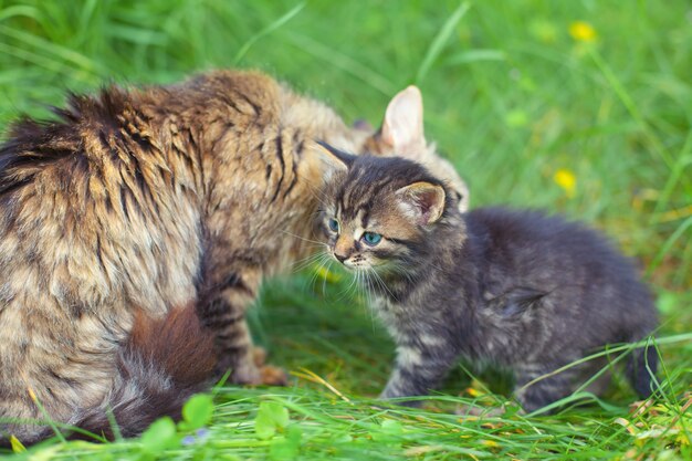 Katzenmutter säugt ihr kleines Kätzchen im Freien