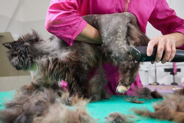 Katzenpflege im Haustier- und Schönheitssalon Pflegemeister schneidet und rasiert eine Katze, kümmert sich um eine Katze Der Tierarzt benutzt eine elektrische Rasiermaschine für die Katze