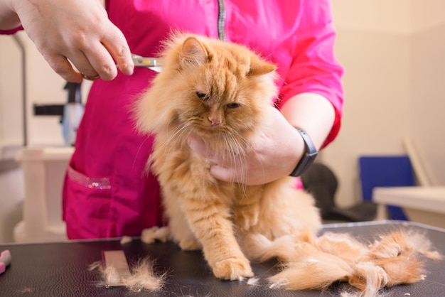 Katzenpflege im Schönheitssalon für Haustiere. Der Assistent verwendet die Schere zum Trimmen des Schwanzes.