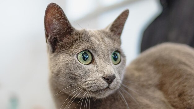 Katzenpflege und Bürsten durch professionellen Groomer aus nächster Nähe