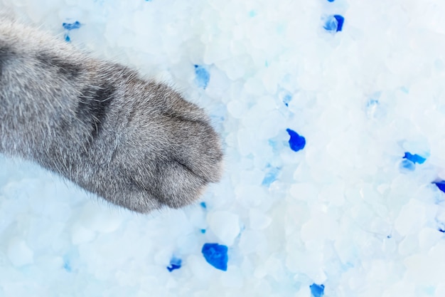 Katzenpfote mit Kieselgel-Katzenfüller und grauer Katzenfußnahaufnahme. Das Konzept der Haustiere, Katzenpflege.