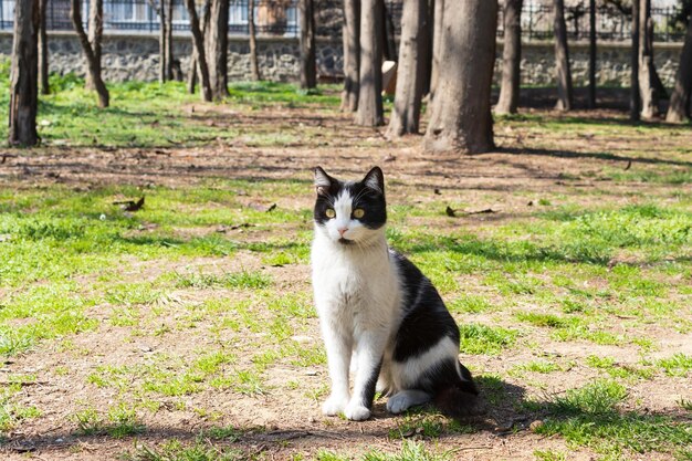 Foto katzenporträt-tierfotografie natur-hintergrund