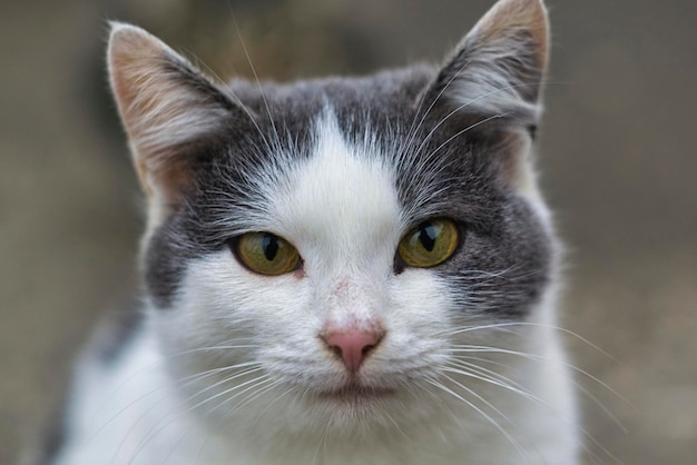 Katzenportrait