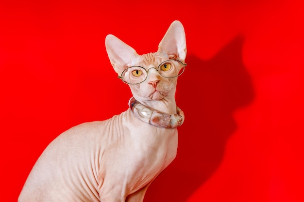 Katzenrasse Canadian Sphynx mit Brille auf rotem Grund