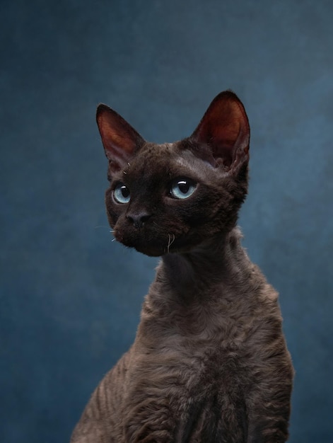 Katzenrasse devon rex auf blauem Leinwandhintergrund Pet Portrait im Studio