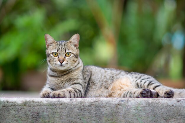 Katzenschlaf im Herbst