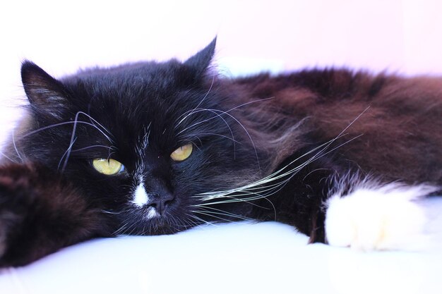 Katzenschnauze in Nahaufnahme Schwarze Katze liegt auf rosa zartem Hintergrund Haustier beim Ausruhen Haustier