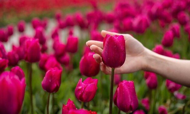 Kaukasische erwachsene Frau Hand Gefühl einer frischen Tulpe Blumen in einem Feld