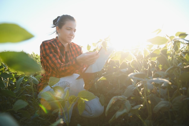 Kaukasische Landarbeiterin, die Soja an der Sommerabendzeit auf dem Feld irgendwo in der Ukraine inspiziert