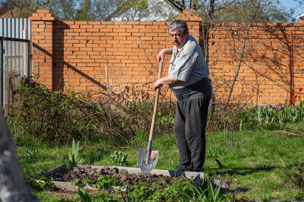 Kaukasischer älterer Mann mit Schaufel, der Gartenbett oder Bauernhof, Landwirtschaft, Gartenarbeit, Landwirtschaft und Personenkonzept gräbt