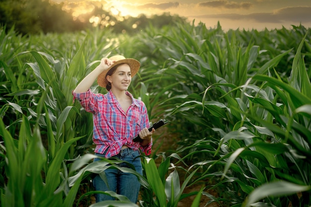 Kaukasischer Bauer, der im Maisfeld spaziert und die Ernte vor der Ernte bei Sonnenuntergang untersucht. Landwirtschaft - Nahrungsmittelproduktion, Erntekonzept