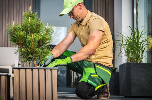 Kaukasischer Gartenarbeiter installiert modernen Topf mit einer Kiefer im Hinterhofgarten