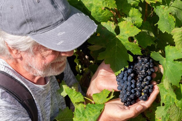 Kaukasischer männlicher Bauer, der das Wachstum der Weinreben im Weinberg bei Sonnenuntergang überprüft