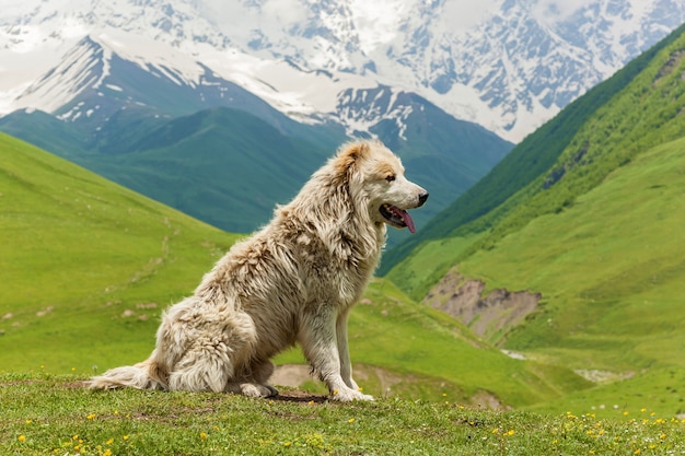 Kaukasischer Schäferhund für die Bewachung des Viehs im Dorf Ushguli. Swanetien, Georgien