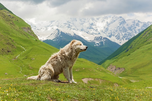 Kaukasischer Schäferhund für die Bewachung des Viehs im Dorf Ushguli. Swanetien, Georgien