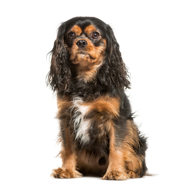 Kavalier König Charles Spaniel, isoliert