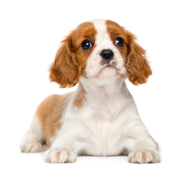 Kavalier König Charles Spaniel liegend